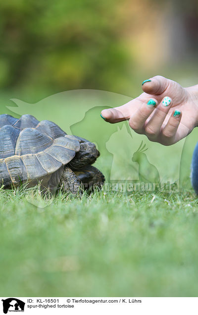 Maurische Landschildkrte / spur-thighed tortoise / KL-16501