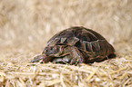 spur-thighed tortoise