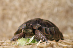 spur-thighed tortoise