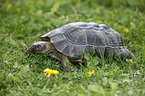 spur-thighed tortoise