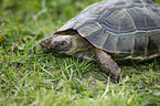 spur-thighed tortoise