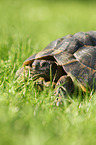 spur-thighed tortoise