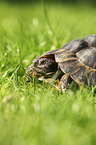 spur-thighed tortoise