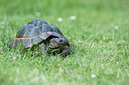 spur-thighed tortoise