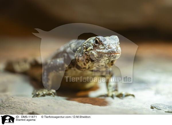 Hardun / Starred agama / DMS-11871