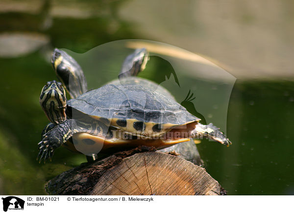 Wasserschildkrte / terrapin / BM-01021