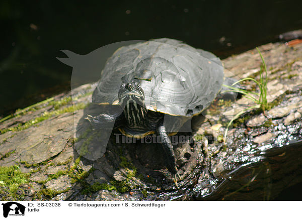 Wasserschildkrte / turtle / SS-03038