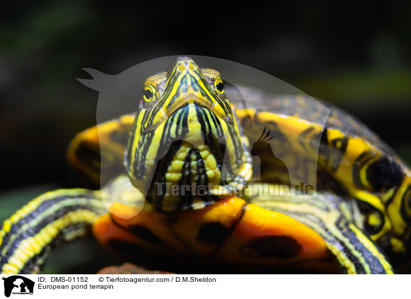 europische Sumpfschildkrte / European pond terrapin / DMS-01152