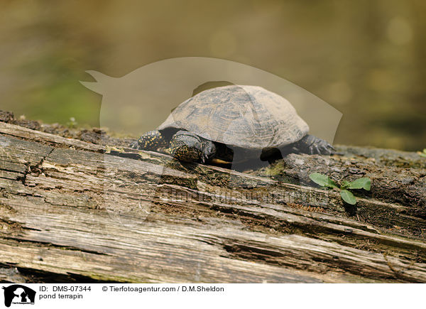 Sumpfschildkrte / pond terrapin / DMS-07344