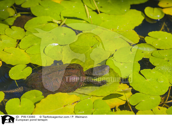 European pond terrapin / PW-13060