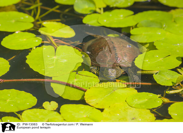 Europische Sumpfschildkrte / European pond terrapin / PW-13063