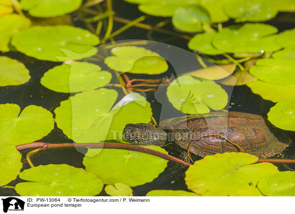 European pond terrapin / PW-13064