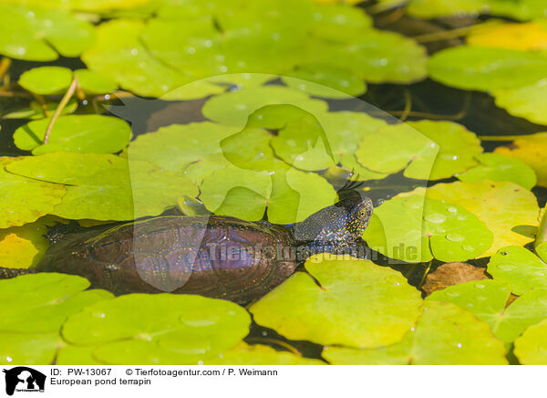 European pond terrapin / PW-13067