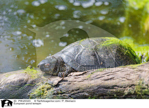 Europische Sumpfschildkrte / European pond terrapin / PW-20323