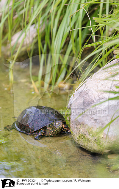 Europische Sumpfschildkrte / European pond terrapin / PW-20324