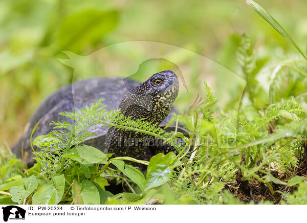 Europische Sumpfschildkrte / European pond terrapin / PW-20334