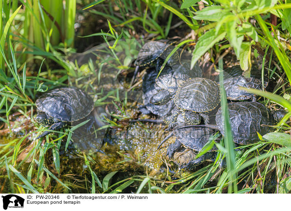 Europische Sumpfschildkrte / European pond terrapin / PW-20346