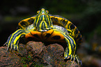 European pond terrapin