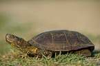 pond terrapin