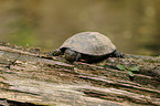 pond terrapin