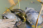 European pond terrapins