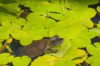 European pond terrapin