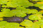 European pond terrapin