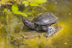 European pond terrapin