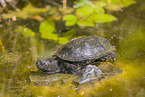 European pond terrapin