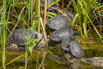 European pond terrapins