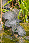 European pond terrapins