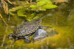 European pond terrapin