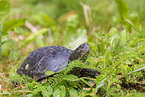 European pond terrapin