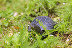 European pond terrapin