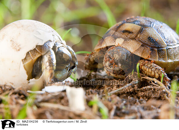 Landschildkrten / tortoises / MAZ-04236