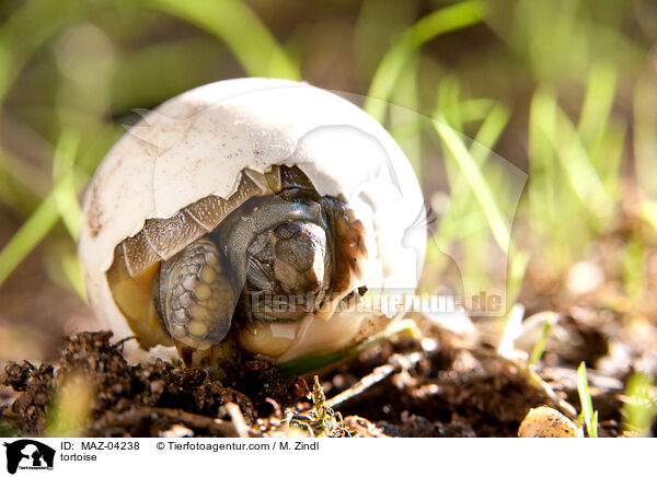 Landschildkrte / tortoise / MAZ-04238