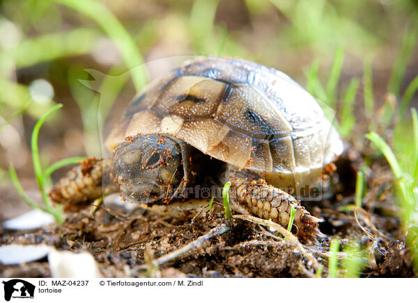 tortoise / MAZ-04237