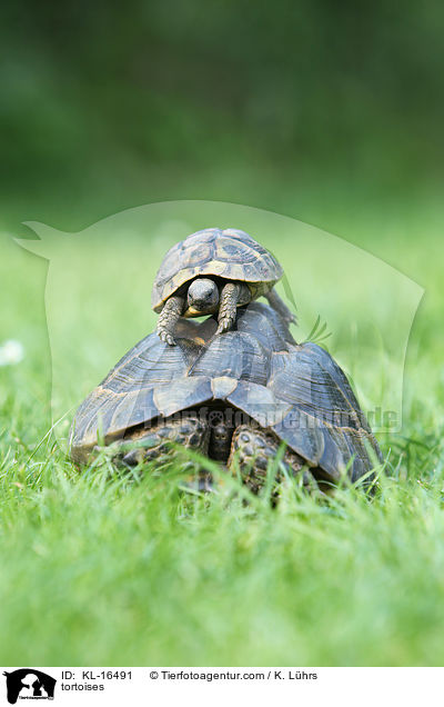 tortoises / KL-16491