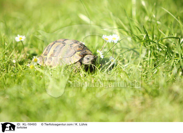 Landschildkrte / tortoise / KL-16493