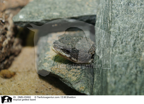 tropical girdled lizard / DMS-05660