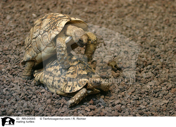 mating turtles / RR-00685