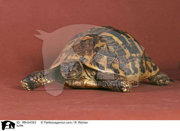 Schildkrte / turtle / RR-04383