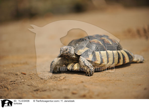tortoise / YJ-03406