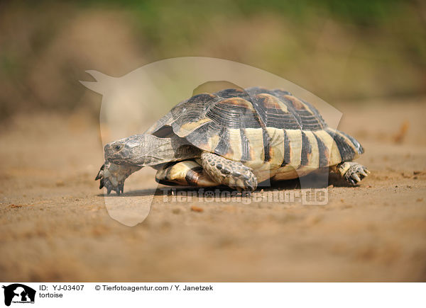 tortoise / YJ-03407