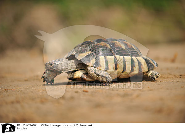 Schildkrte / tortoise / YJ-03407