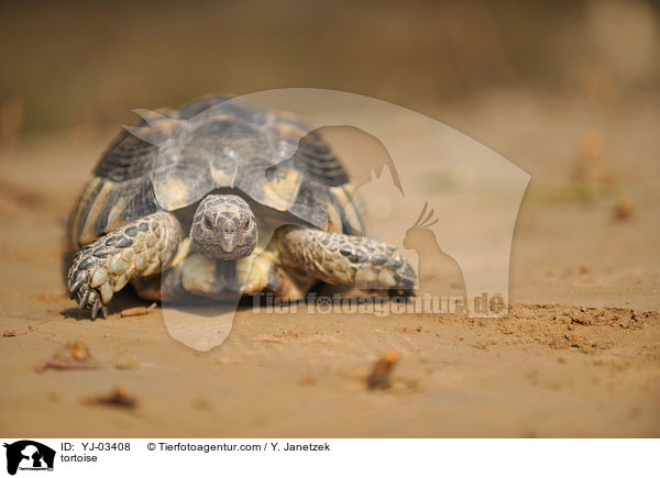 tortoise / YJ-03408