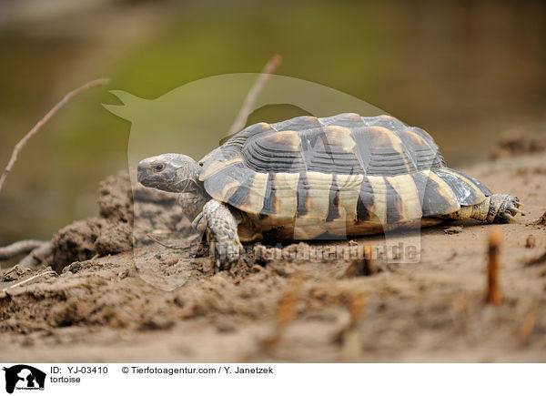 Schildkrte / tortoise / YJ-03410