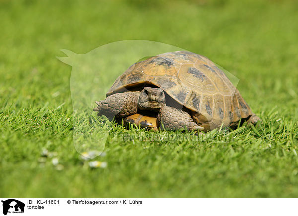 Schildkrte / tortoise / KL-11601