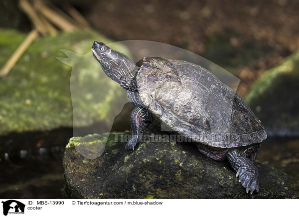 Schildkrte / cooter / MBS-13990