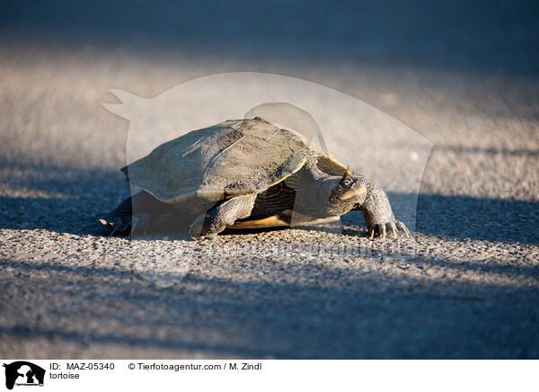 tortoise / MAZ-05340